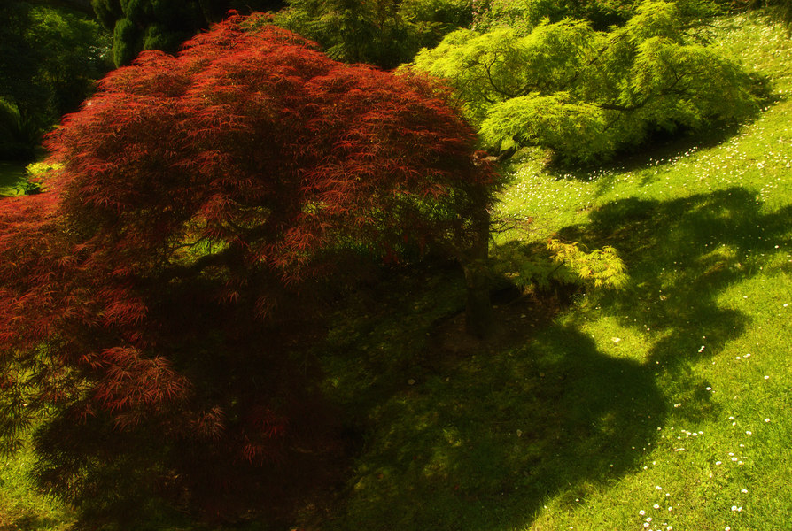 Garden Scene #8